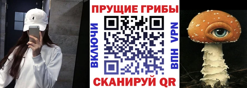 Псилоцибиновые грибы Cubensis  Кызыл 